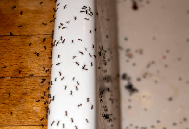 Best Ant Control Services  in Manchester, OH