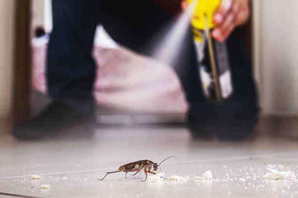 Wasp Removal Services in Manchester, OH